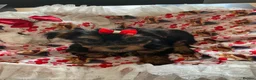 Yorkshire Terrier dogs for sale: 6 Beautiful Quality Kennel Club Registered Puppies in Nottingham - Advert 13