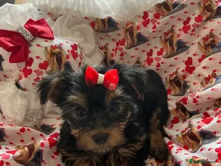 Yorkshire Terrier dogs 6 Beautiful Quality Kennel Club Registered Puppies - Advert 4