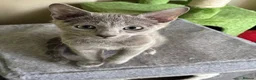 Russian Blue cats for sale: TICA 5* Pedigree Russian blue kittens - Advert 5