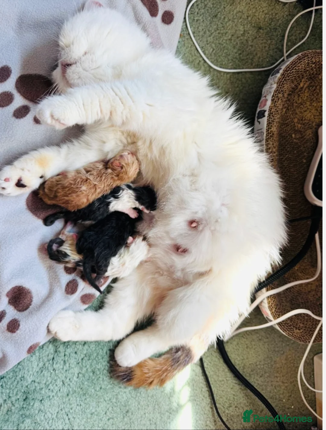 Persian cats for stud: GCCF Active Persian Exotic stud-PKD/PRA&FELV clear in Gerrards Cross - Advert 7