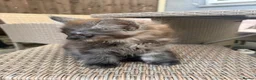 Maine Coon cats for sale: Ready now ⭐️ Maincoon Tica kittens - Advert 14