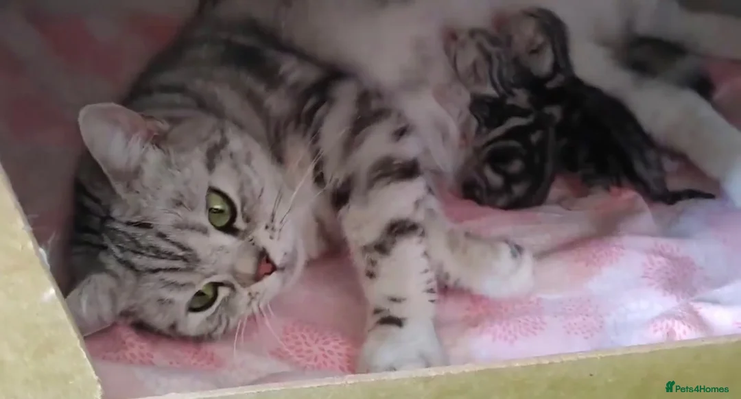British Shorthair cats for sale: Stunning Classic Silver British shorthair kittens - Advert 13