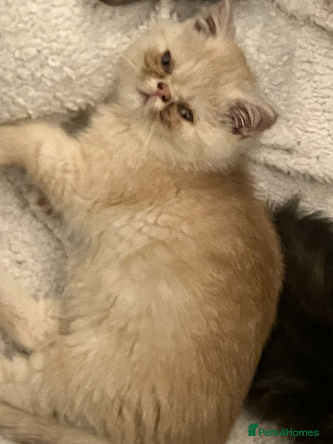 Exotic cats for sale: REDUCED Beautiful Exotic kittens  - Advert 13