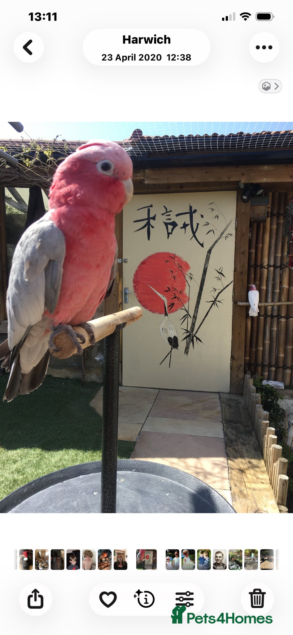 Cockatoo birds for sale: Male & female Galah in Harwich - Advert 7