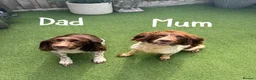 English Springer Spaniel dogs for sale: 🎃 KC REG SPRINGER SPANIELS READY 29th OCT 🎃 - Advert 4