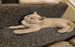 British Shorthair cats for sale: 💜GCCF Kittens Ready for Their Forever Homes!💜 - Image 12