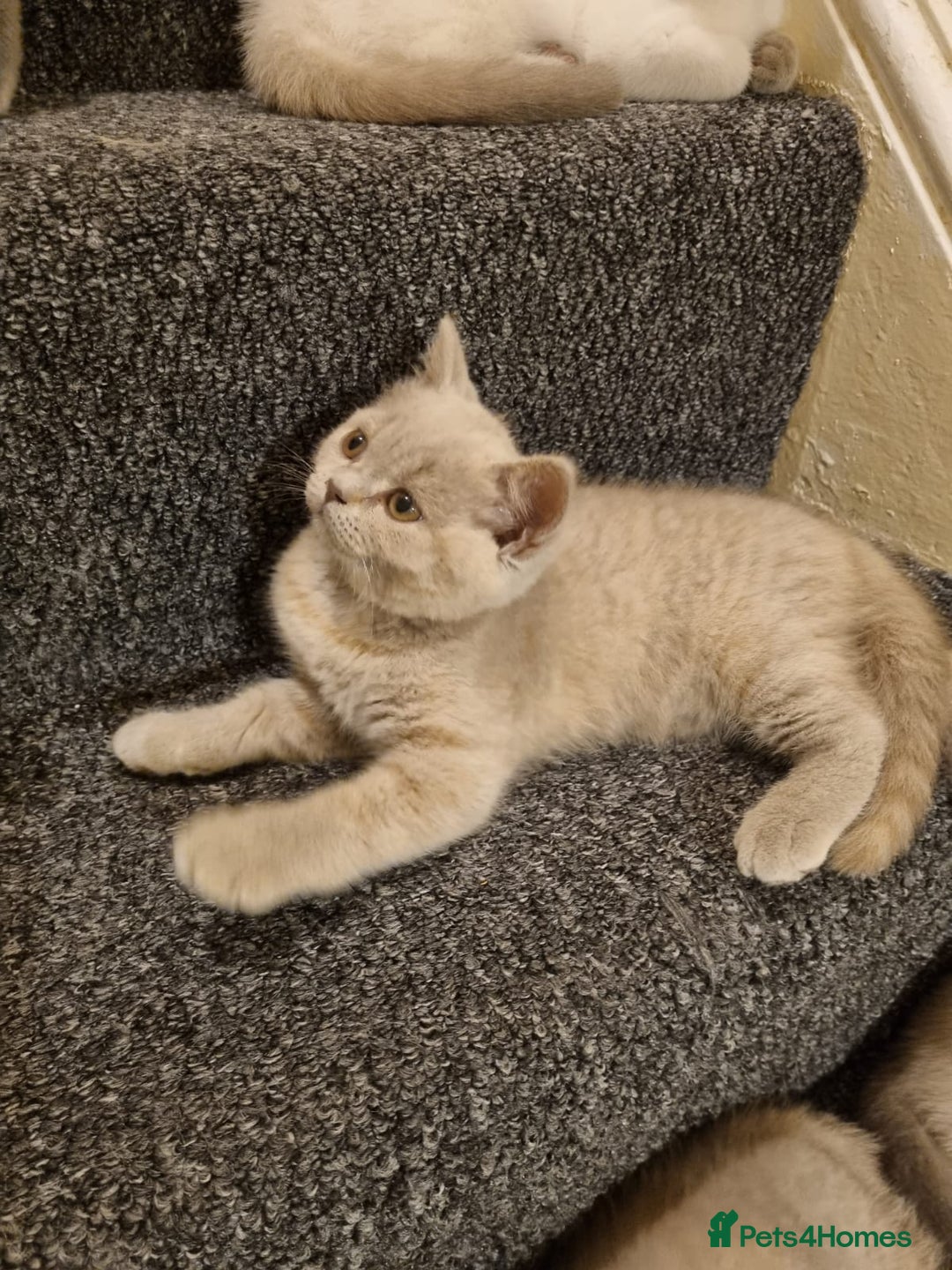 British Shorthair cats for sale: 💜GCCF Kittens Ready for Their Forever Homes!💜 - Image 12