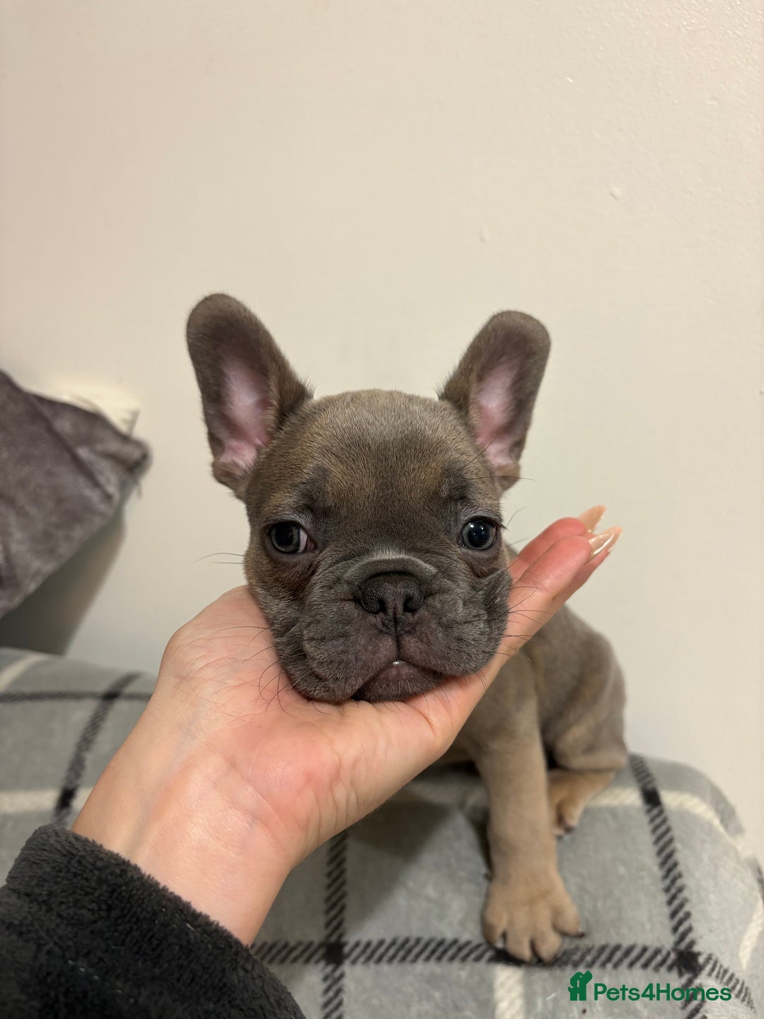 French Bulldog dogs for sale: 3 beautiful pedigree French bulldog puppies  - Image 2