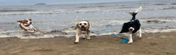 Cavapoo dogs for adoption: Pearl - Cavapoo for adoption in Weston-super-Mare - Advert 4