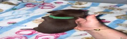Miniature Dachshund dogs for sale: Miniature dachshund puppies  in Ashford - Advert 6