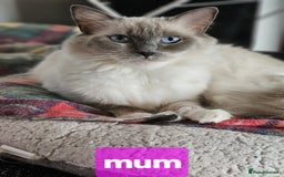 Ragdoll cats for sale: 2 gorgeous Ragdoll kittens  - Image 4