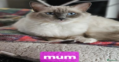 Ragdoll cats - Advert 14