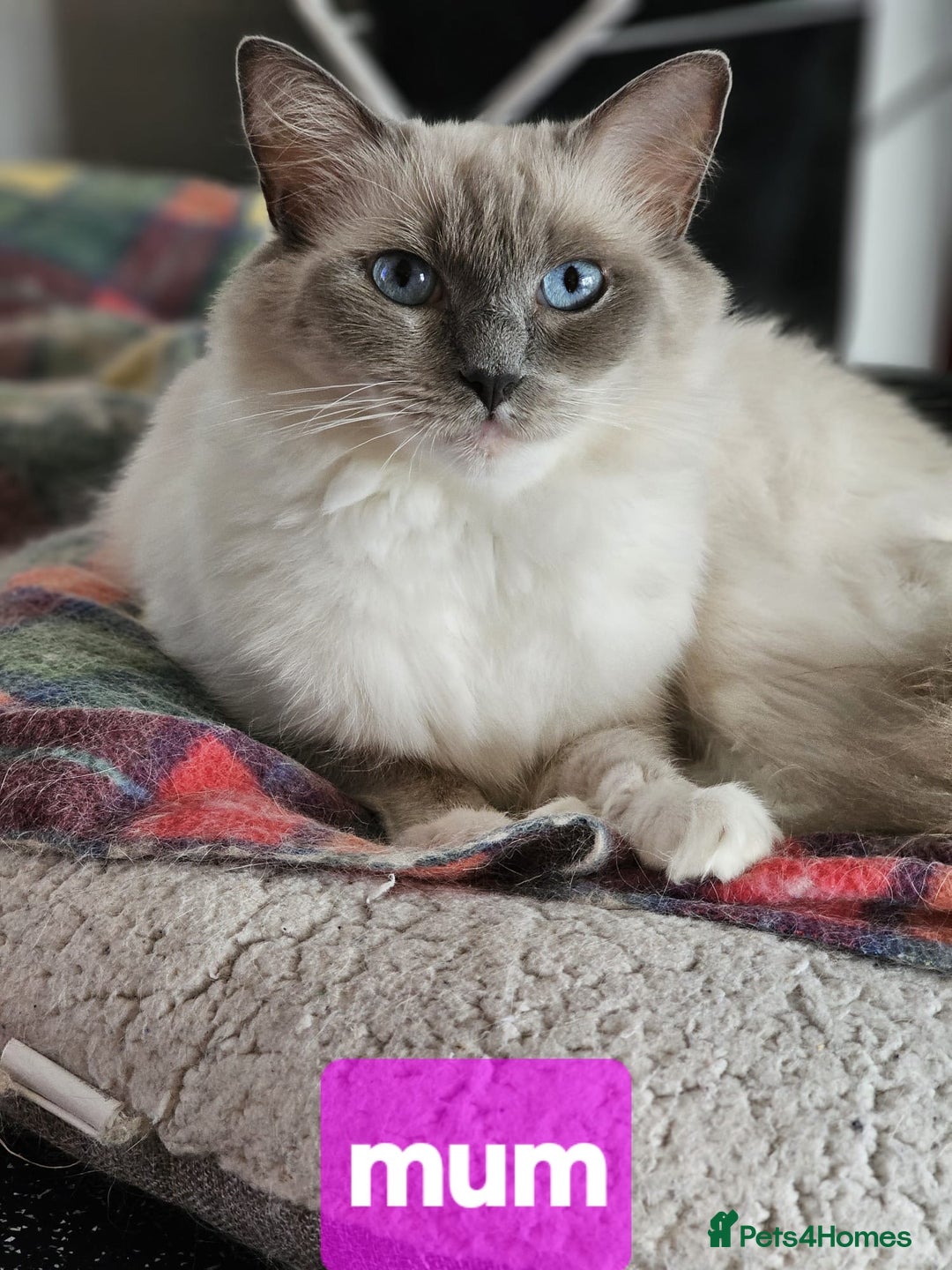 Ragdoll cats for sale: 2 gorgeous Ragdoll kittens  - Image 4