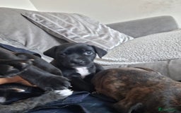 Mixed Breed dogs for sale: 2 boy 2 girls springer mixed with staff puppys - Image 6
