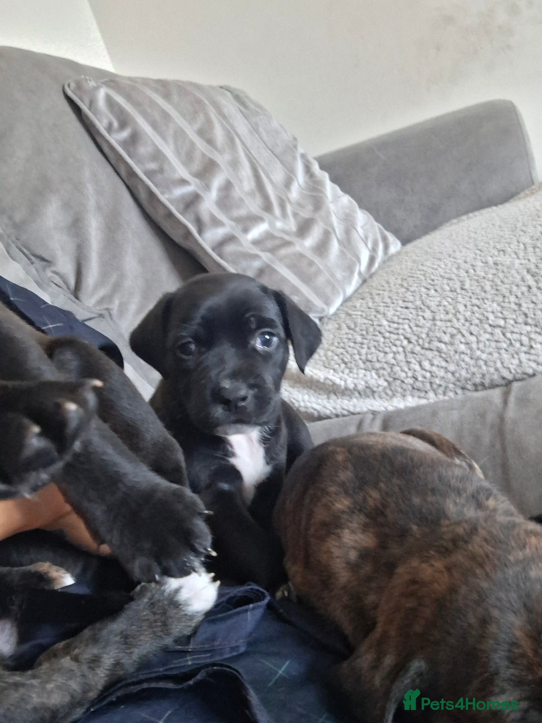 Mixed Breed dogs for sale: 2 boy 2 girls springer mixed with staff puppys - Image 6