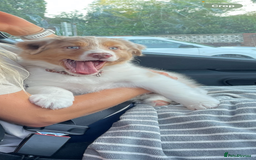 Australian Shepherd dogs for sale: Red Merle Australian Shepherd Puppy - Image 4