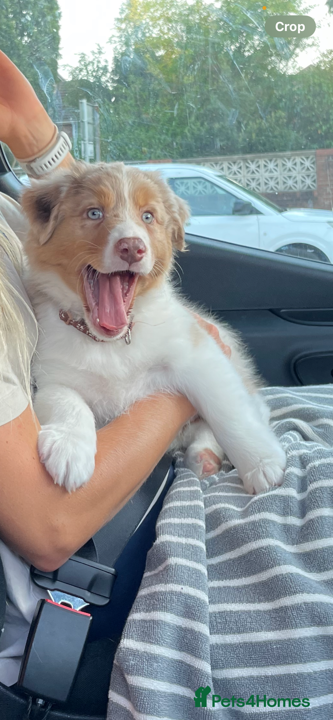 Australian Shepherd dogs for sale: Red Merle Australian Shepherd Puppy - Image 4