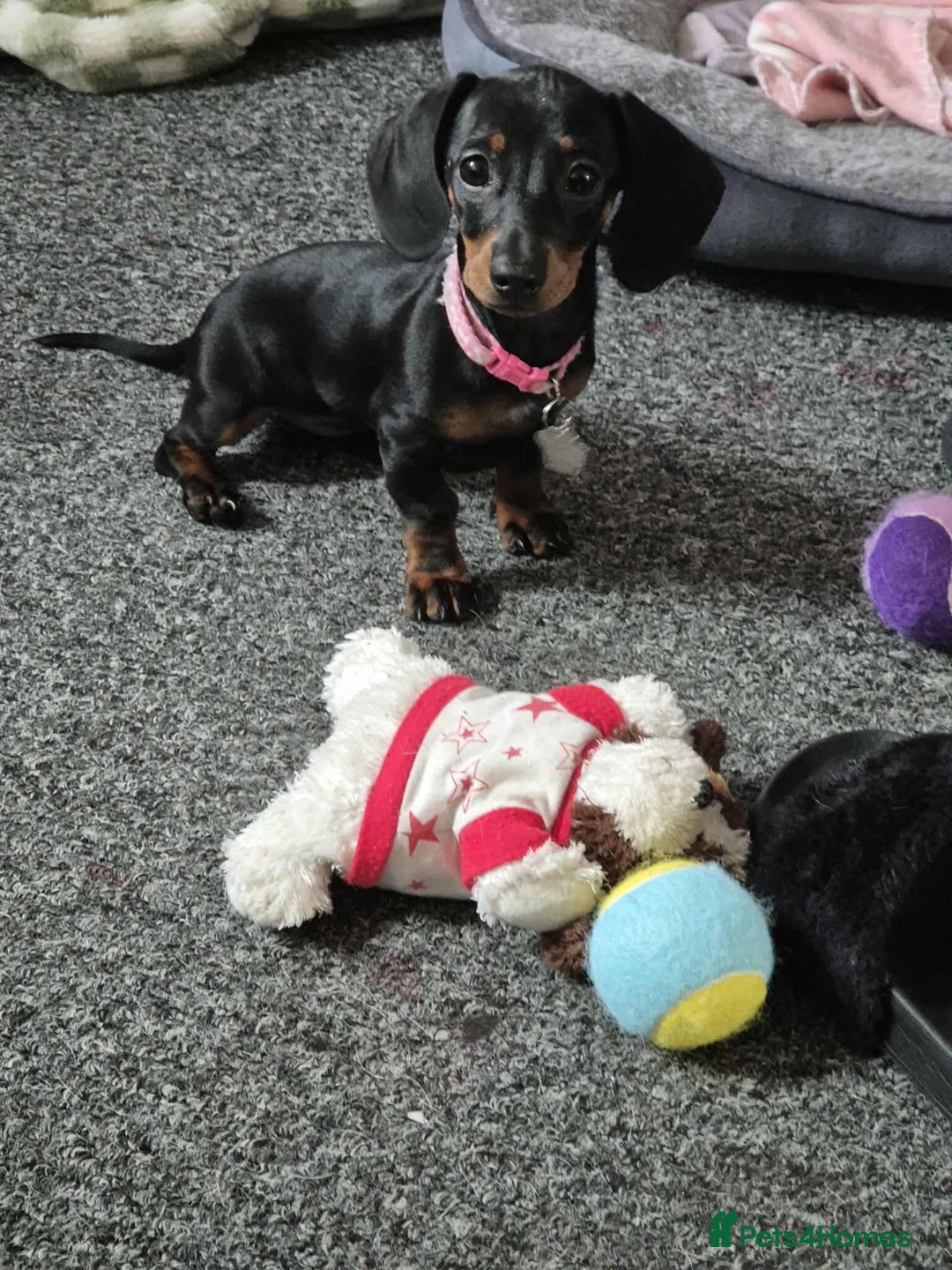 Dachshund dogs for sale: 8 month female pup needing a loving home  - Advert 5