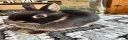 Netherland Dwarf rabbits for sale: Baby rabbits  - Advert 3