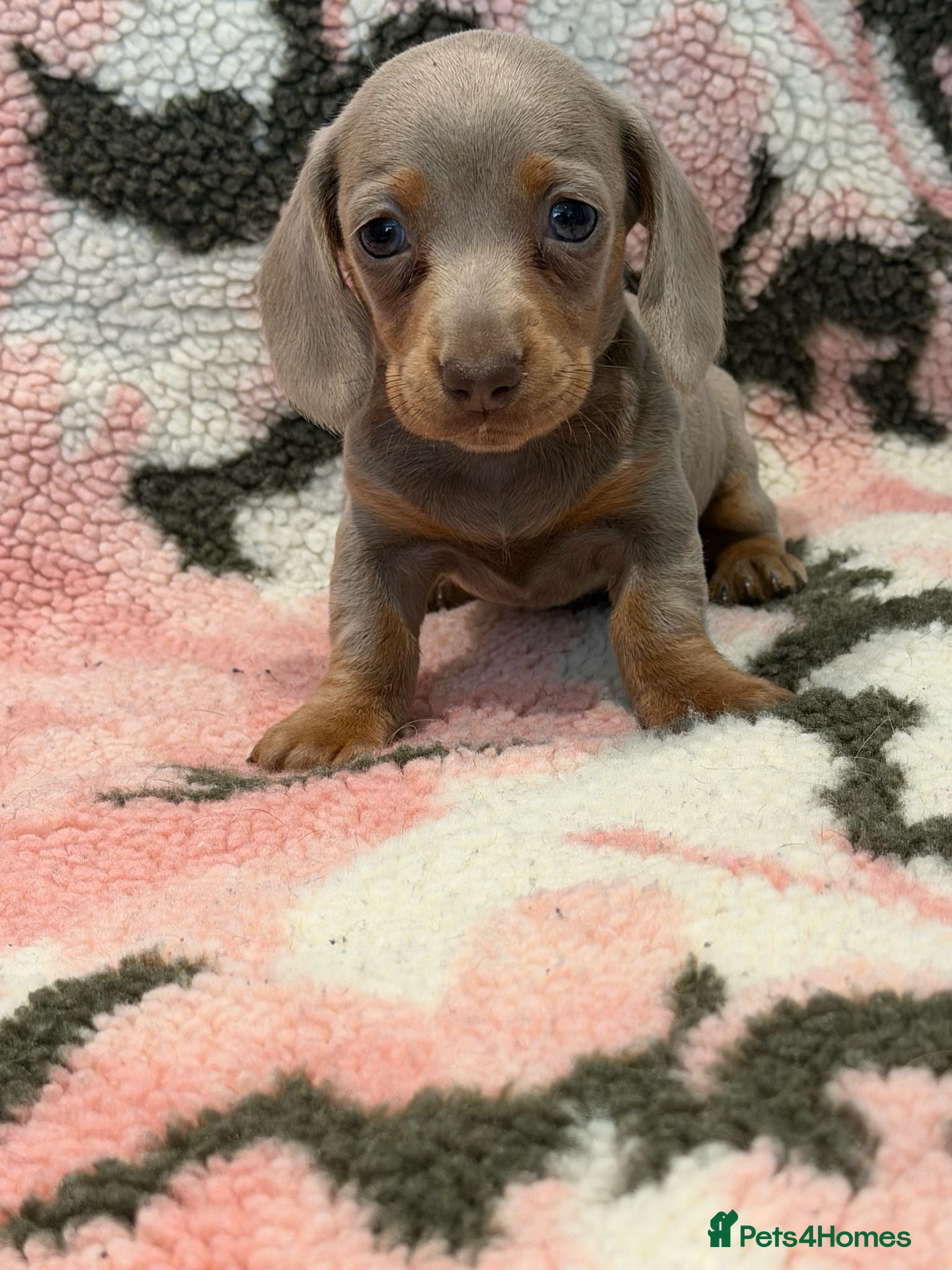 Miniature Dachshund dogs STUNNING MINIATURE DACHSHUND PUPS - Advert 1