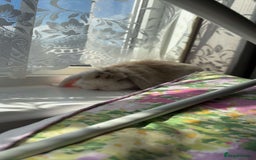 Mini Lop rabbits for sale: Mini Lop - Princess  - Image 5