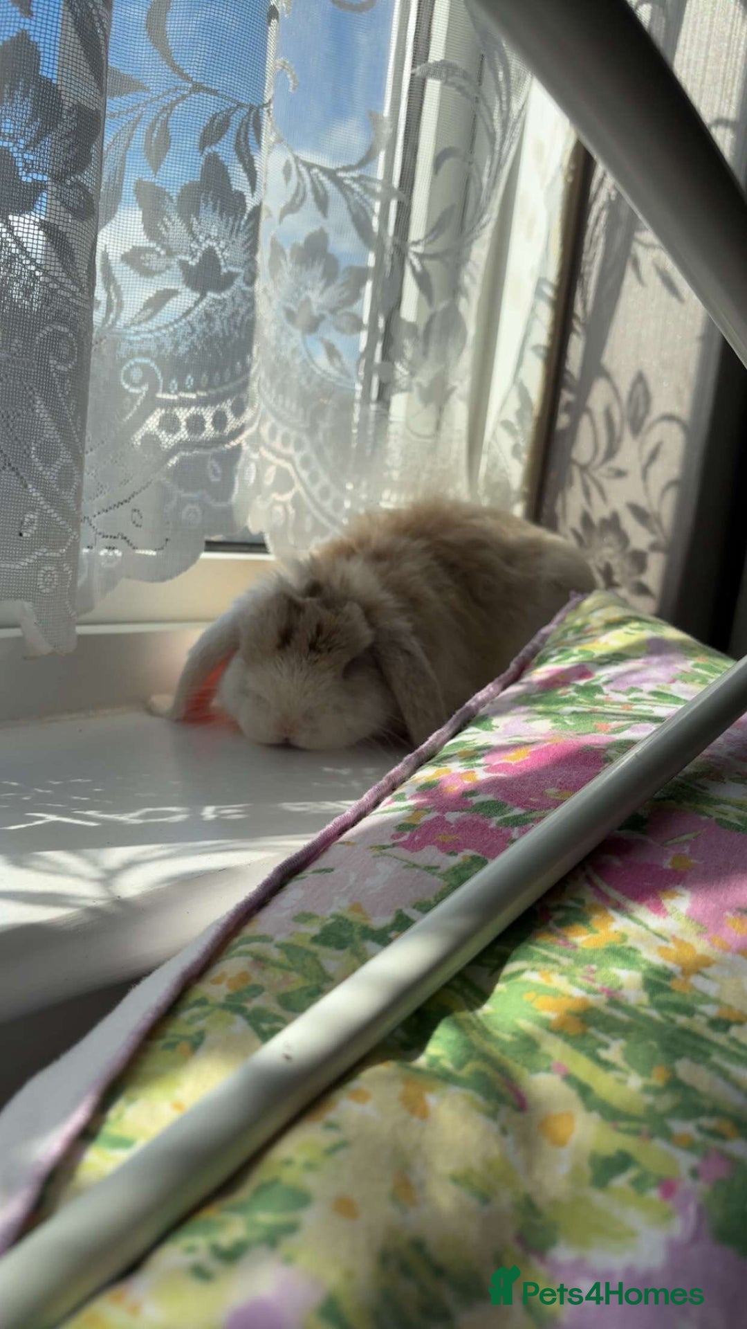 Mini Lop rabbits for sale: Mini Lop - Princess  - Image 5