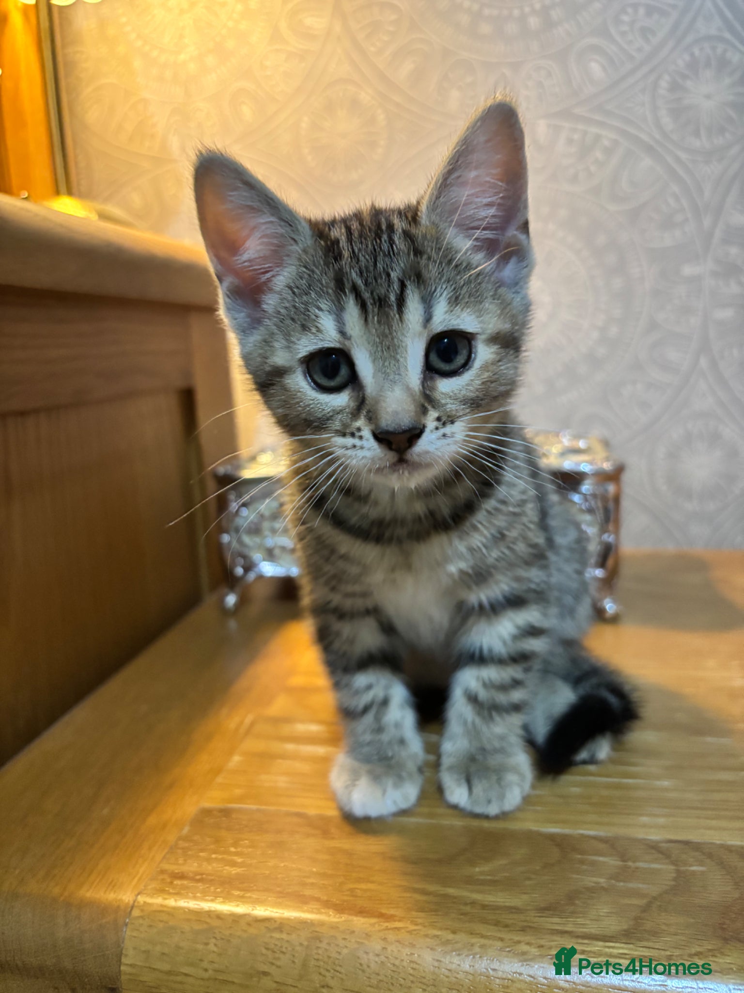 Domestic Shorthair cats Adorable playful kittens ready for loving homes! - Advert 8