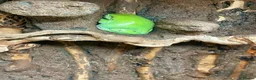 Frog reptiles for sale: Healthy female Australian Tree Frog  in Henley-on-Thames - Advert 3