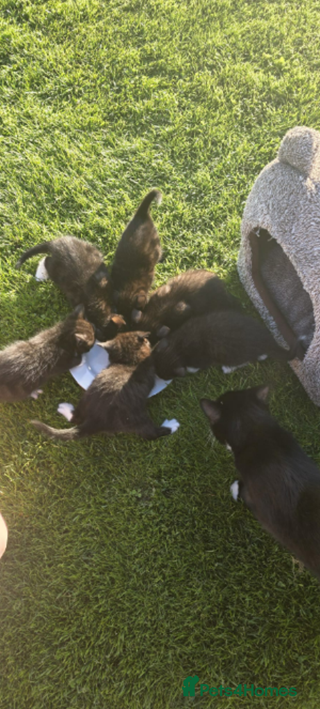 Domestic Shorthair cats for sale: 6 black and white Semi-Domestic kittens - Image 11