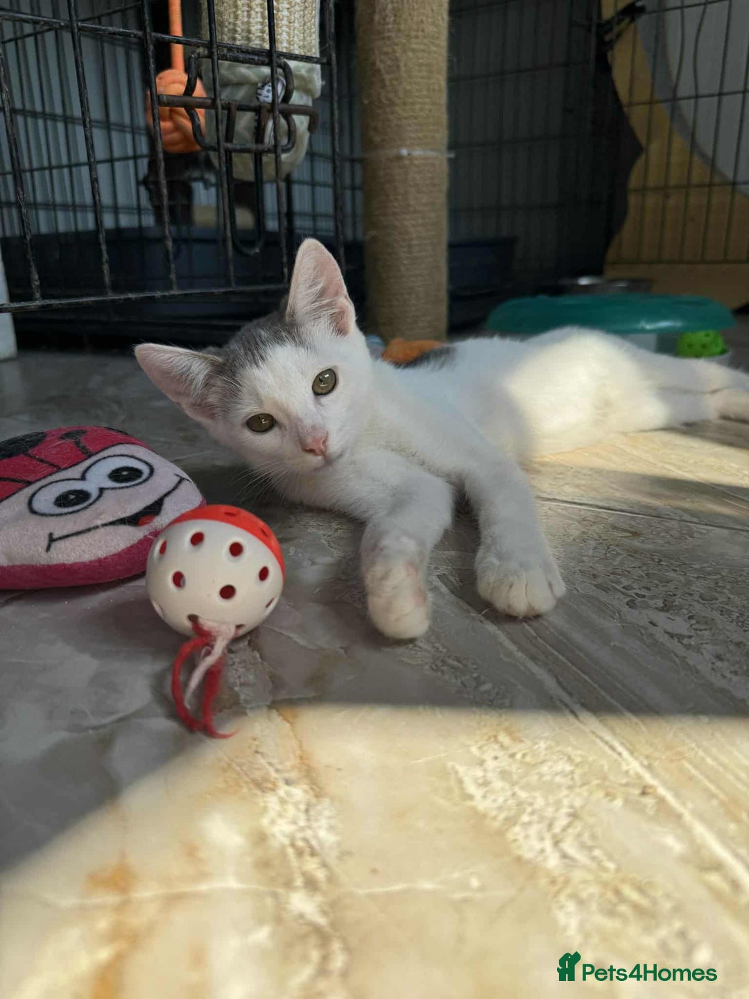 Mixed Breed cats for adoption: Korey - Norwich Norfolk  - Image 4