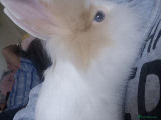 Lionhead rabbits Male lionlop - Advert 2