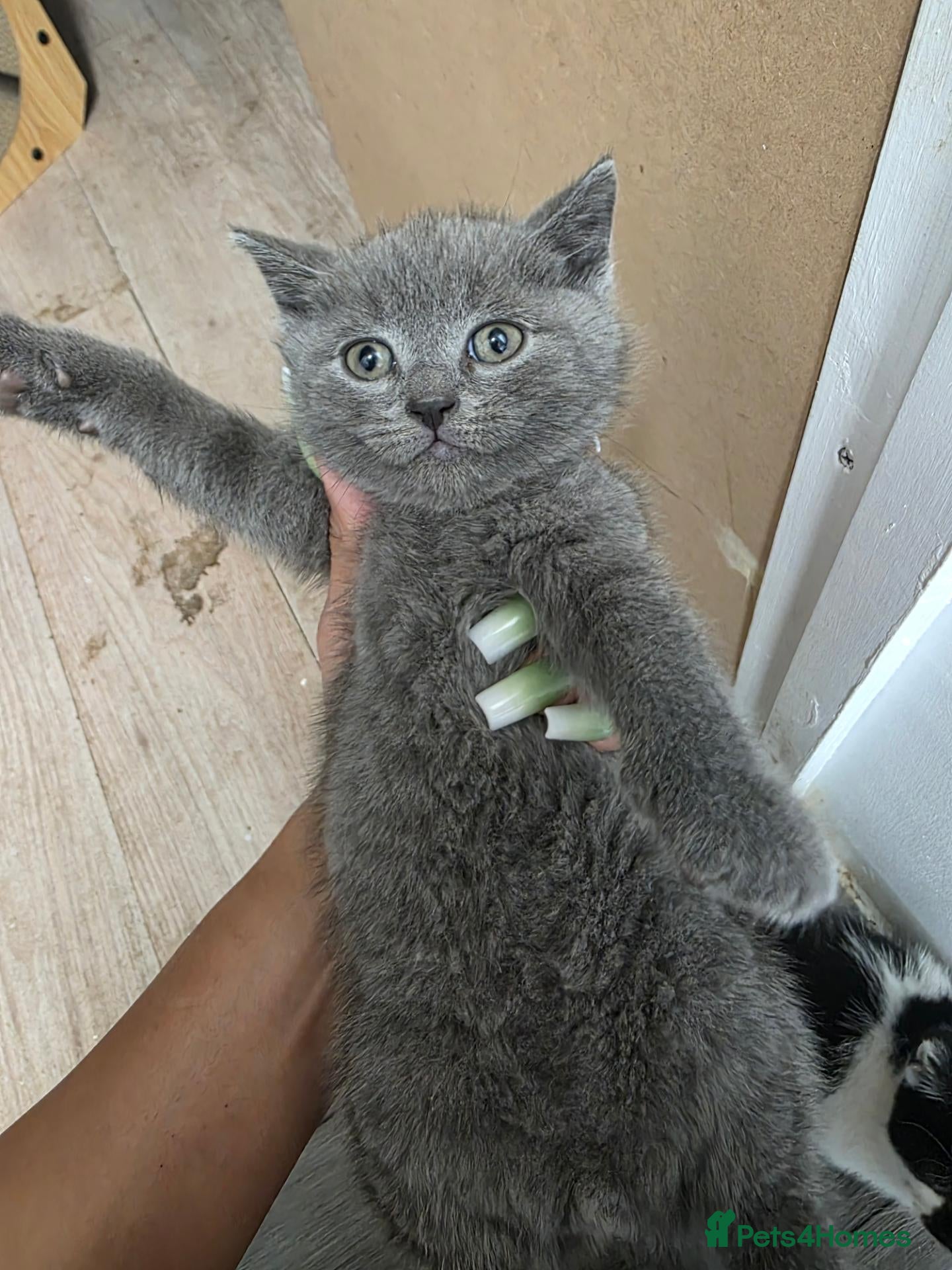 Mixed Breed cats British short hair mix breed - Advert 16