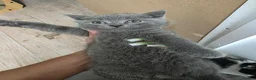 Mixed Breed cats for sale: British short hair mix breed - Advert 4