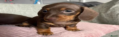 Miniature Dachshund 3