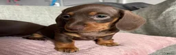 Miniature Dachshund dogs for sale: Big and Bulky Miniature Dachshund puppies. in Lancaster - Advert 4