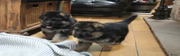 German Shepherd dogs for sale: Outstanding KC Registered German Shepherd Puppies in Newcastle upon Tyne - Advert 12