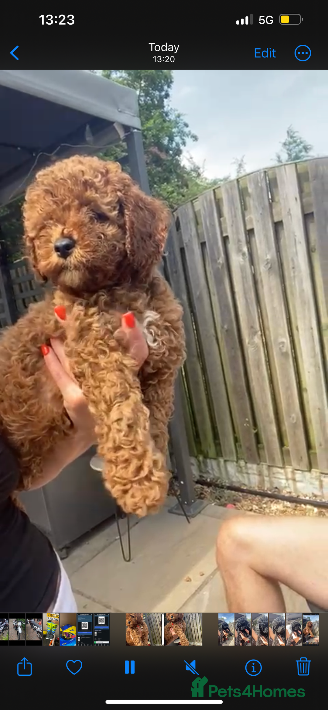 Cavapoo dogs for sale:  1 Beautiful boy Cavapoo puppy left! 💖💙💖💙💖 in Doncaster - Image 25