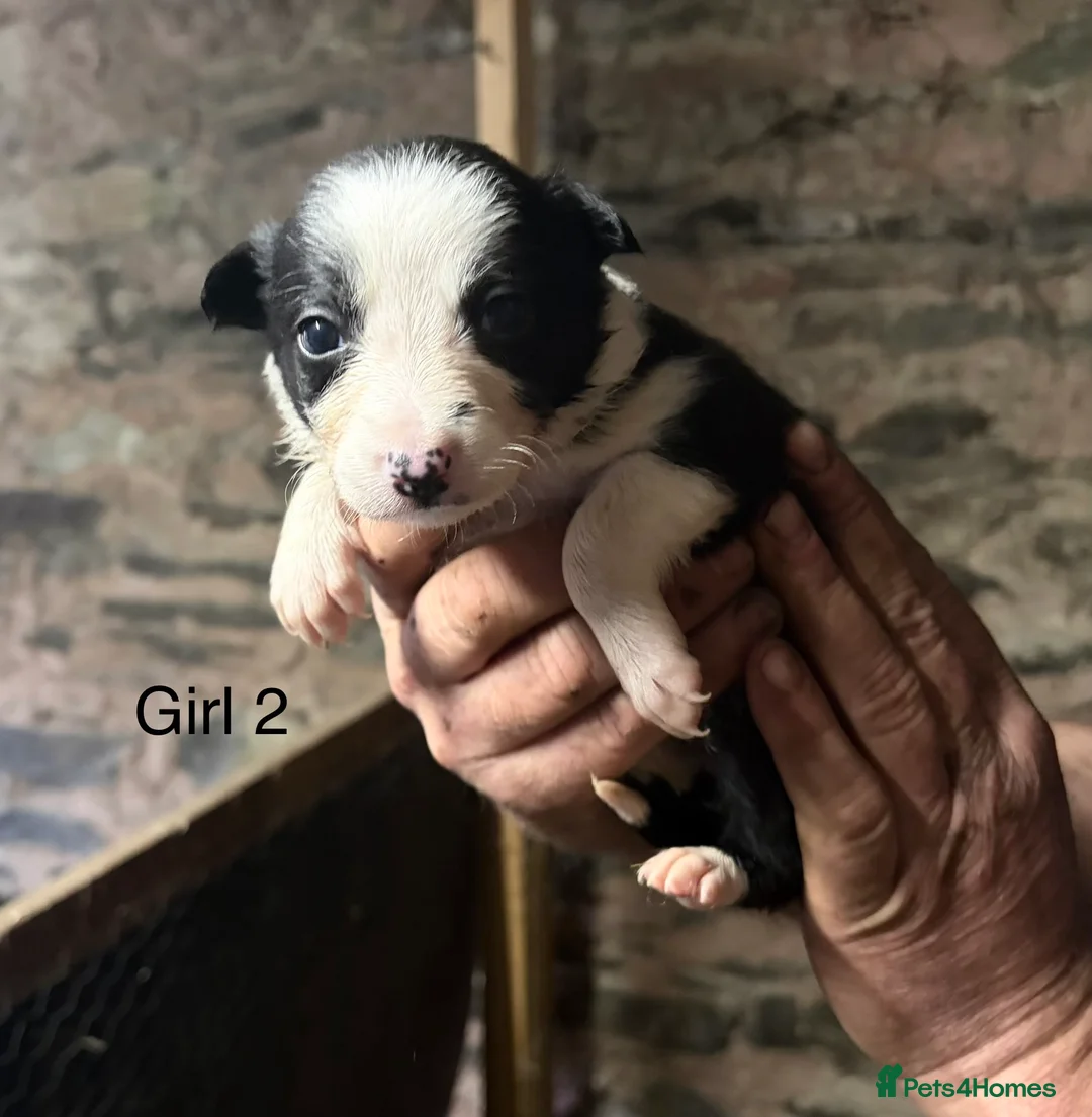 Border Collie dogs for sale: ⭐️BORDER COLLIE PUPS⭐️ READY TO GO - Advert 34