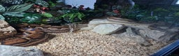 Boa Snake reptiles for sale: Female Boa Constrictor - Advert 5