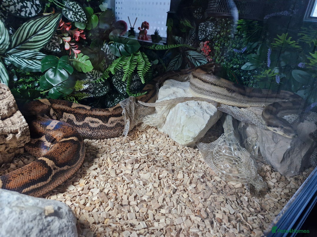 Boa Snake reptiles for sale: Female Boa Constrictor - Image 5