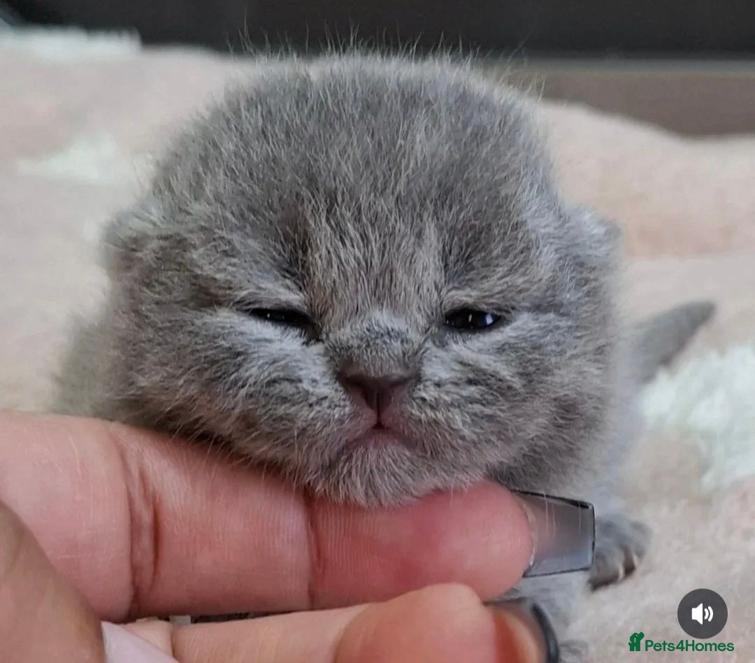 British Shorthair cats 🌟 Bushtail babies are expecting 🌟  - Advert 2