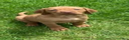 Hungarian Vizsla dogs for sale: Hungarian Vizsla Puppies in Andover - Advert 7