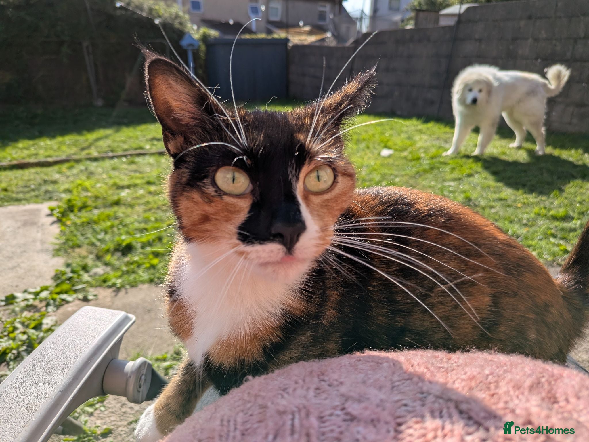 Mixed Breed cats 3 year old female cat  - Advert 2