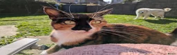 Mixed Breed cats for sale: 3 year old female and male cats - Advert 1