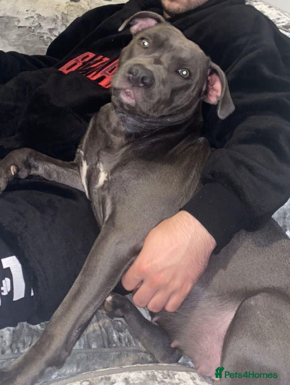 Mixed Breed dogs Staffy - Advert 2