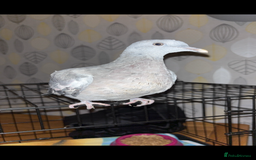 Pigeons birds for sale: Pet pigeon!  - Image 1