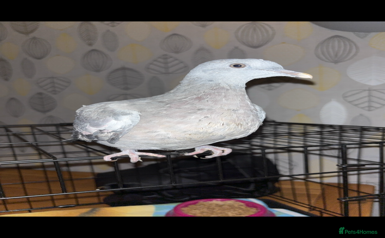 Pigeons birds - Advert 6