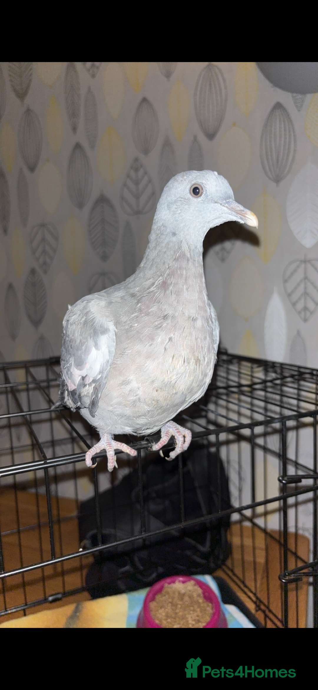 Pigeons birds for sale: Pet pigeon!  - Image 1