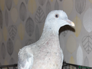 Pigeons birds - Advert 5