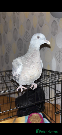 Pigeons birds - Advert 10